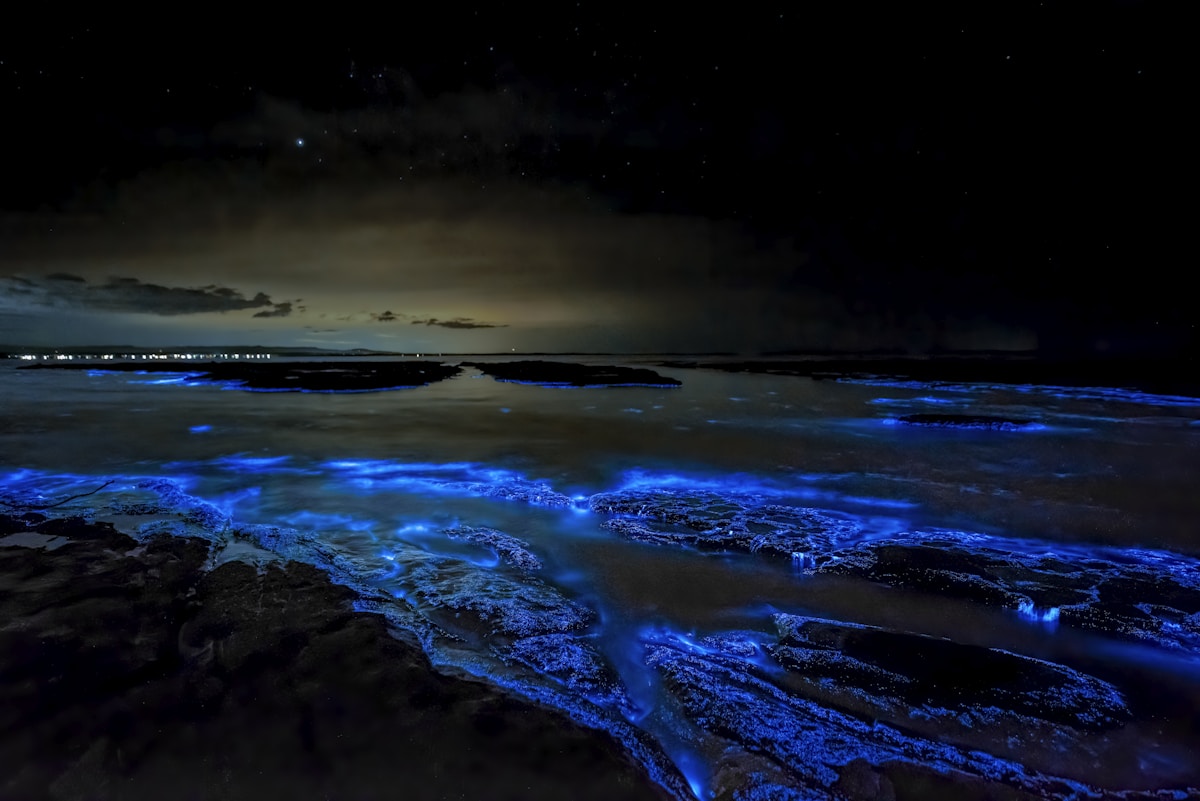 Bioluminescent Night Kayaking - Merritt Island